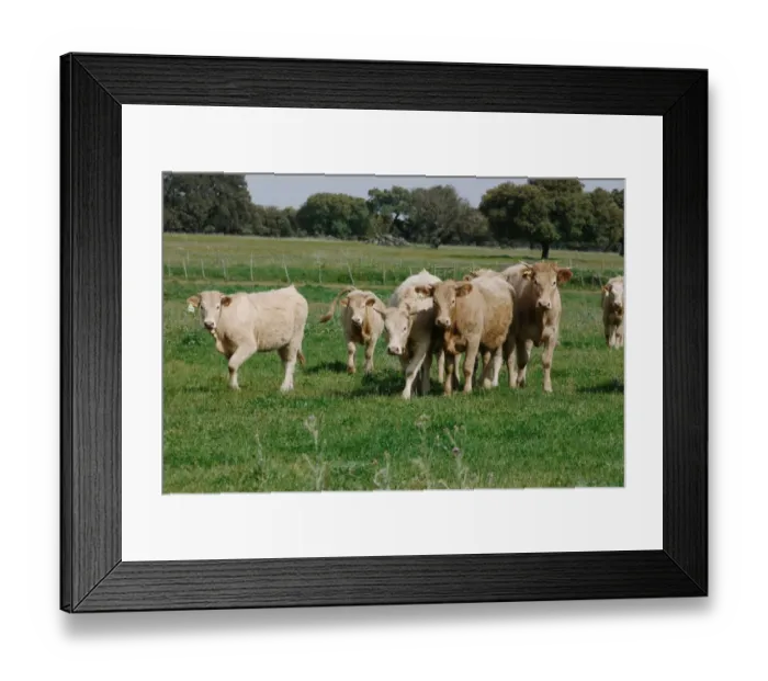 Framed Print : Domestic Cattle, Limousin crossbreed heifers, herd in pasture, Baracina, Portalegre District, Alentejo, Portugal, april Framed Print : Domestic Cattle, Limousin crossbreed heifers, herd in pasture, Baracina, Portalegre District, Alentejo, Portugal, april