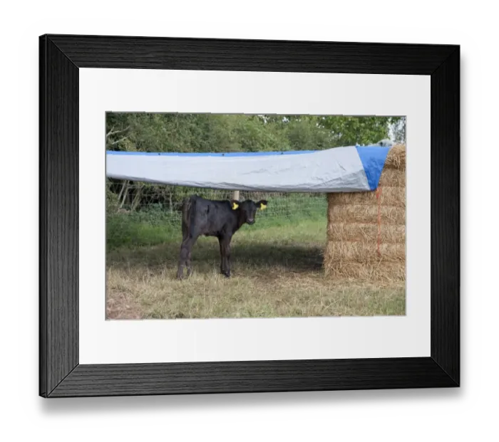 Framed Print : Domestic Cattle, Holstein calf, standing in pasture with outdoor shelter, Nantwich, Cheshire, England, august Framed Print : Domestic Cattle, Holstein calf, standing in pasture with outdoor shelter, Nantwich, Cheshire, England, august