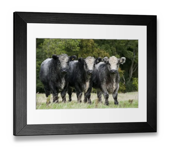 Framed Print : Domestic Cattle, Galloway x Whitebred Shorthorn blue-grey steers, standing in upland pasture, England, october Framed Print : Domestic Cattle, Galloway x Whitebred Shorthorn blue-grey steers, standing in upland pasture, England, october