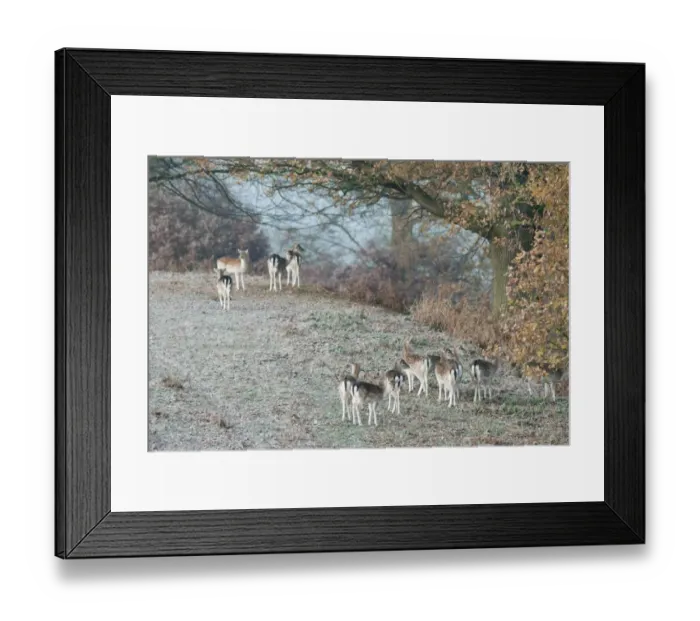 Framed Print : Fallow Deer (Dama dama) does, herd standing on frost covered ground, Kent, England, october