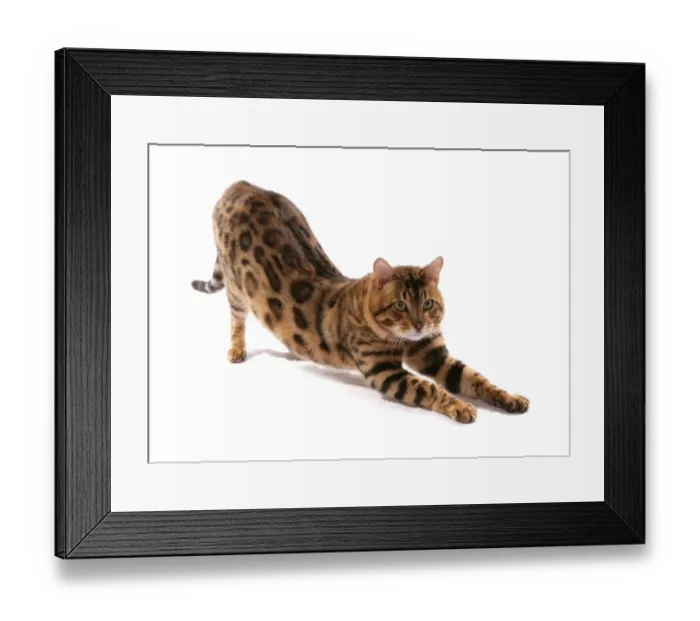 Framed Print : Domestic Cat, Rosetted Bengal, adult, stretching Framed Print : Domestic Cat, Rosetted Bengal, adult, stretching