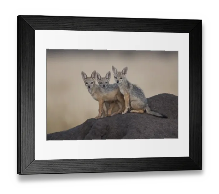 Framed Print : Black-backed Jackal (Canis mesomelas) three nine-week old cubs, at den in termite mound, Masai Mara, Kenya Framed Print : Black-backed Jackal (Canis mesomelas) three nine-week old cubs, at den in termite mound, Masai Mara, Kenya