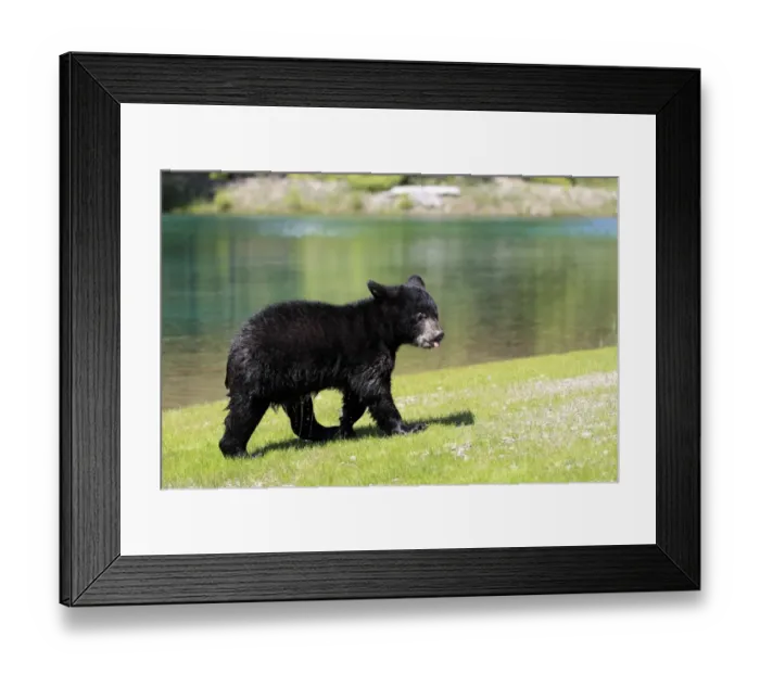 Framed Print : American Black Bear (Ursus americanus) six-month old cub, with wet coat, walking at edge of water, Montana, U. S. A Framed Print : American Black Bear (Ursus americanus) six-month old cub, with wet coat, walking at edge of water, Montana, U. S. A