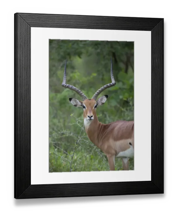 Framed Print : Impala (Aepyceros melampus) adult male, close-up of head and neck, Lake Mburo N. P. Uganda