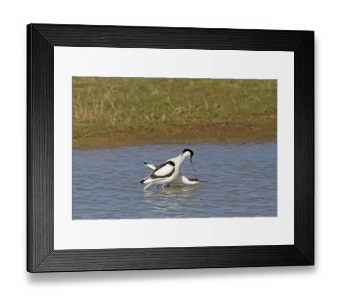 Framed Print : Eurasian Avocet (Recurvirostra avocetta) adult pair, pre-copulation display in water, Norfolk, England, april Framed Print : Eurasian Avocet (Recurvirostra avocetta) adult pair, pre-copulation display in water, Norfolk, England, april