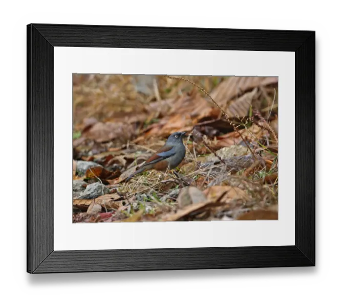 Framed Print : Maroon-backed Accentor (Prunella immaculata) adult, standing on ground, Eaglenest Wildlife Sanctuary Framed Print : Maroon-backed Accentor (Prunella immaculata) adult, standing on ground, Eaglenest Wildlife Sanctuary