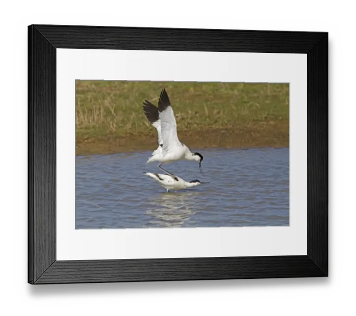 Framed Print : Eurasian Avocet (Recurvirostra avocetta) adult pair, mating in water, Norfolk, England, april Framed Print : Eurasian Avocet (Recurvirostra avocetta) adult pair, mating in water, Norfolk, England, april