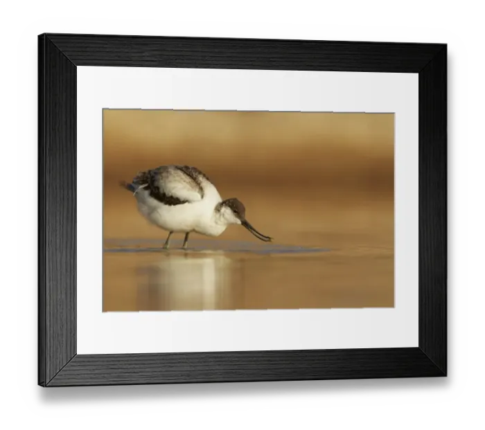 Framed Print : Eurasian Avocet (Recurvirostra avocetta) juvenile, feeding in water, Sossusvlei, Namib-Naukluft N. P Framed Print : Eurasian Avocet (Recurvirostra avocetta) juvenile, feeding in water, Sossusvlei, Namib-Naukluft N. P