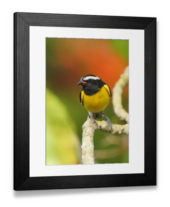 Framed Print : Bananaquit (Coereba flaveola flaveola) adult, perched on branch, Linstead, Jamaica, april Framed Print : Bananaquit (Coereba flaveola flaveola) adult, perched on branch, Linstead, Jamaica, april