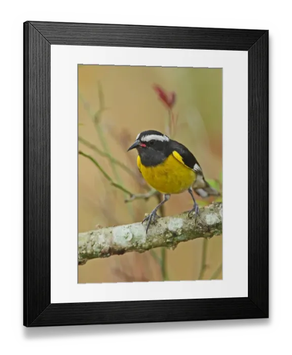 Framed Print : Bananaquit (Coereba flaveola flaveola) adult, perched on branch, Linstead, Jamaica, april Framed Print : Bananaquit (Coereba flaveola flaveola) adult, perched on branch, Linstead, Jamaica, april
