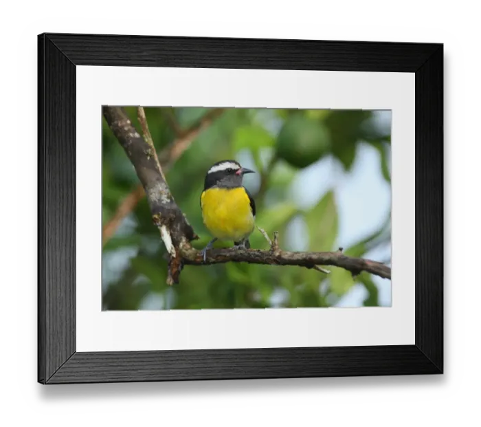 Framed Print : Bananaquit (Coereba flaveola flaveola) adult, perched on branch, Linstead, Jamaica, april Framed Print : Bananaquit (Coereba flaveola flaveola) adult, perched on branch, Linstead, Jamaica, april