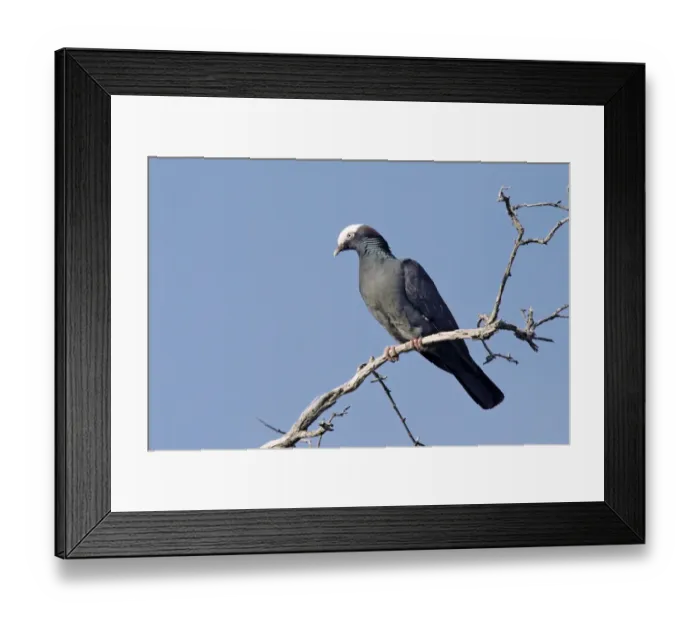 Framed Print : White-crowned Pigeon (Columba leucocephala) adult, perched on branch, Cayman Islands Framed Print : White-crowned Pigeon (Columba leucocephala) adult, perched on branch, Cayman Islands