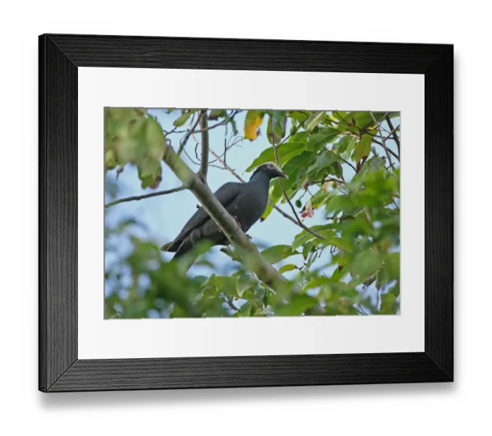 Framed Print : White-crowned Pigeon (Patagioenas leucocephala) adult, perched on branch, Port Antonio, Jamaica, april Framed Print : White-crowned Pigeon (Patagioenas leucocephala) adult, perched on branch, Port Antonio, Jamaica, april