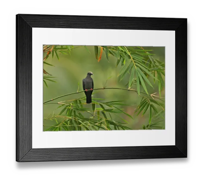Framed Print : White-crowned Pigeon (Patagioenas leucocephala) adult, perched on bamboo, Ecclesdown Road, Jamaica, march Framed Print : White-crowned Pigeon (Patagioenas leucocephala) adult, perched on bamboo, Ecclesdown Road, Jamaica, march