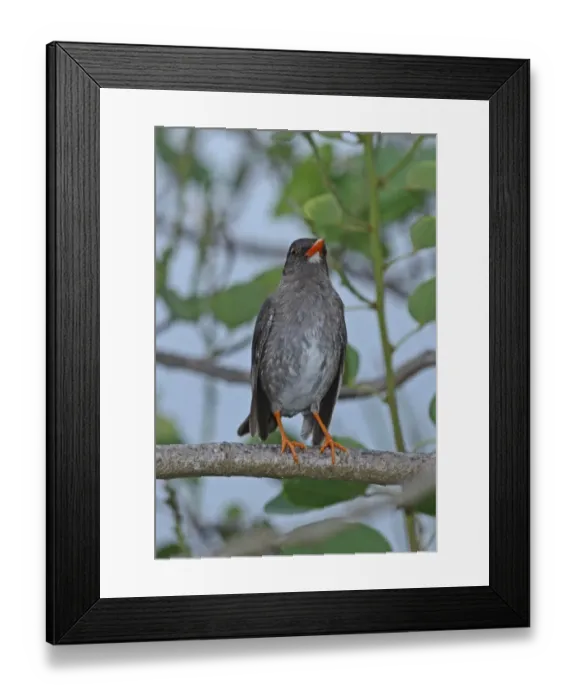 Framed Print : White-chinned Thrush (Turdus aurantius) adult, perched on branch, Port Antonio, Jamaica, march Framed Print : White-chinned Thrush (Turdus aurantius) adult, perched on branch, Port Antonio, Jamaica, march