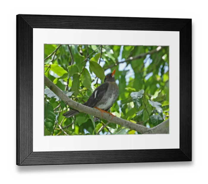 Framed Print : White-chinned Thrush (Turdus aurantius) adult, perched on branch, Port Antonio, Jamaica, april Framed Print : White-chinned Thrush (Turdus aurantius) adult, perched on branch, Port Antonio, Jamaica, april