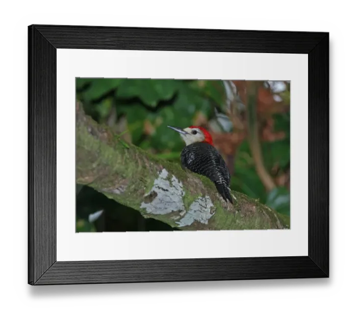 Framed Print : Jamaican Woodpecker (Melanerpes radiolatus) adult male, perched on branch, Ecclesdown Road, Jamaica, march