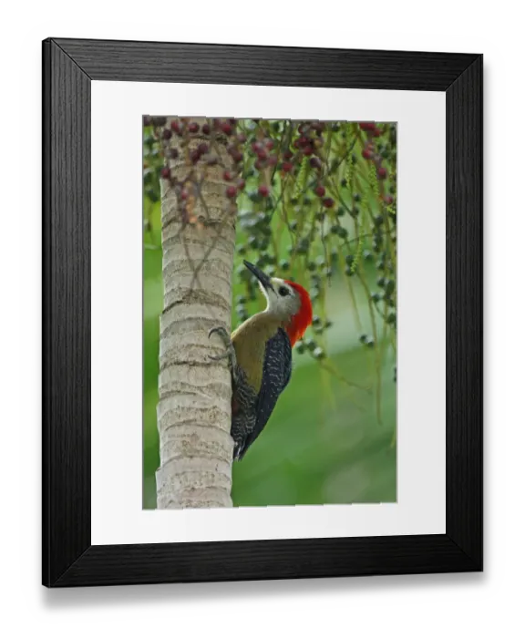 Framed Print : Jamaican Woodpecker (Melanerpes radiolatus) adult male, feeding on fruit in palm tree, Port Antonio, Jamaica, march Framed Print : Jamaican Woodpecker (Melanerpes radiolatus) adult male, feeding on fruit in palm tree, Port Antonio, Jamaica, march