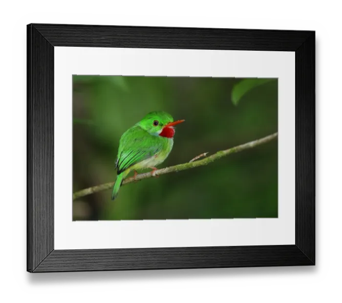 Framed Print : Jamaican Tody (Todus todus) adult, perched on twig, Blue Mountains, Jamaica, march Framed Print : Jamaican Tody (Todus todus) adult, perched on twig, Blue Mountains, Jamaica, march