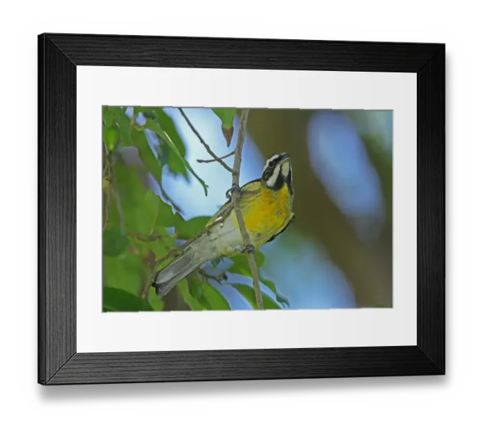 Framed Print : Jamaican Stripe-headed Tanager (Spindalis nigricephala) adult male, perched on twig, Port Antonio, Jamaica, march