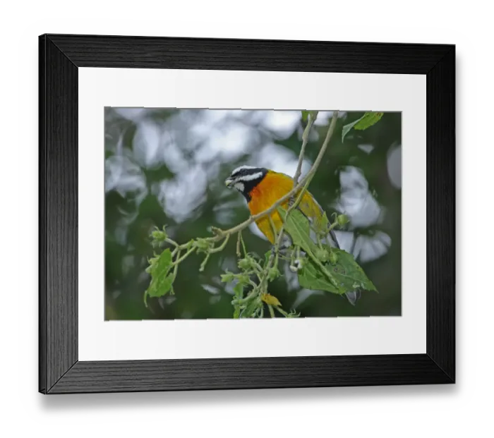 Framed Print : Jamaican Stripe-headed Tanager (Spindalis nigricephala) adult male, feeding on fruit in tree, Port Antonio, Jamaica Framed Print : Jamaican Stripe-headed Tanager (Spindalis nigricephala) adult male, feeding on fruit in tree, Port Antonio, Jamaica