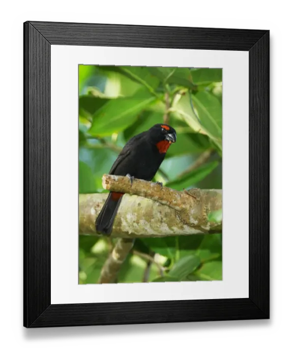 Framed Print : Greater Antillean Bullfinch (Loxigilla violacea ruficollis) adult male, feeding on fruit, perched on branch Framed Print : Greater Antillean Bullfinch (Loxigilla violacea ruficollis) adult male, feeding on fruit, perched on branch