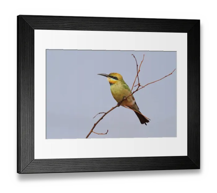 Framed Print : Rainbow Bee-eater (Merops ornatus) adult female, perched on twig, Western Australia, Australia Framed Print : Rainbow Bee-eater (Merops ornatus) adult female, perched on twig, Western Australia, Australia