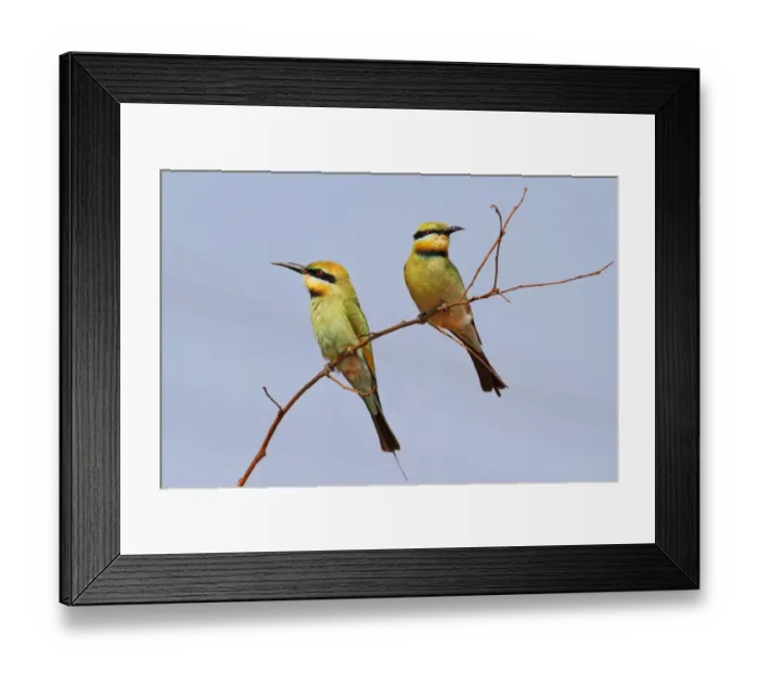 Framed Print : Rainbow Bee-eater (Merops ornatus) adult pair, perched on twig, Western Australia, Australia Framed Print : Rainbow Bee-eater (Merops ornatus) adult pair, perched on twig, Western Australia, Australia