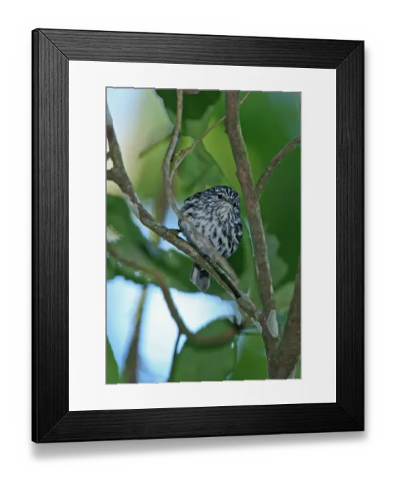 Framed Print : Arrowhead Warbler (Dendroica pharetra) adult, perched on twig, Blue Mountains, Jamaica, march Framed Print : Arrowhead Warbler (Dendroica pharetra) adult, perched on twig, Blue Mountains, Jamaica, march