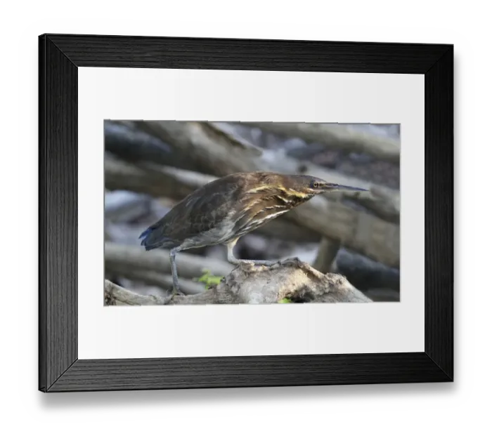 Framed Print : Black Bittern (Ixobrychus flavicollis) adult, standing on branch at edge of water, Kakadu N. P Framed Print : Black Bittern (Ixobrychus flavicollis) adult, standing on branch at edge of water, Kakadu N. P