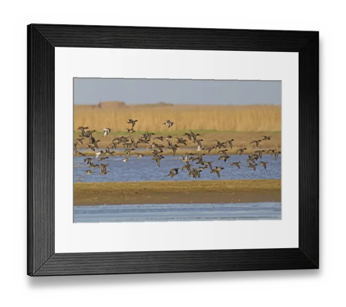 Framed Print : Common Teal (Anas crecca) flock, in flight over coastal wetland habitat, Cley Marshes Reserve, Cley-next-the-sea Framed Print : Common Teal (Anas crecca) flock, in flight over coastal wetland habitat, Cley Marshes Reserve, Cley-next-the-sea