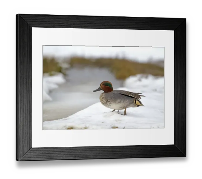 Framed Print : Common Teal (Anas crecca) adult male, standing on snow, Norfolk, England, february