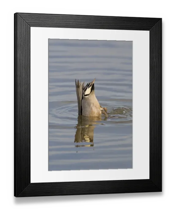 Framed Print : Common Teal (Anas crecca) adult male, upending, feeding in water, Minsmere RSPB Reserve, Suffolk, England, april Framed Print : Common Teal (Anas crecca) adult male, upending, feeding in water, Minsmere RSPB Reserve, Suffolk, England, april