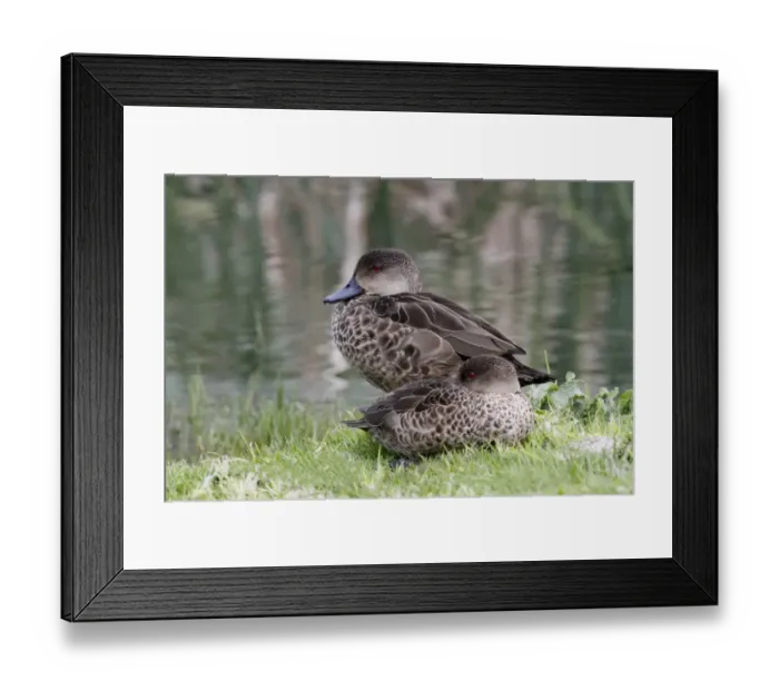 Framed Print : Grey Teal (Anas gracilis) adult pair, roosting at edge of lake in parkland, Perth, Western Australia, Australia Framed Print : Grey Teal (Anas gracilis) adult pair, roosting at edge of lake in parkland, Perth, Western Australia, Australia