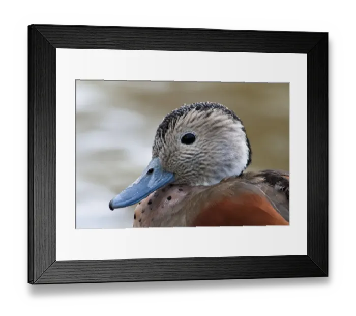 Framed Print : Ringed Teal (Callonetta leucophrys) adult male, breeding plumage, close-up of head, in city parkland, Hyde Park Framed Print : Ringed Teal (Callonetta leucophrys) adult male, breeding plumage, close-up of head, in city parkland, Hyde Park