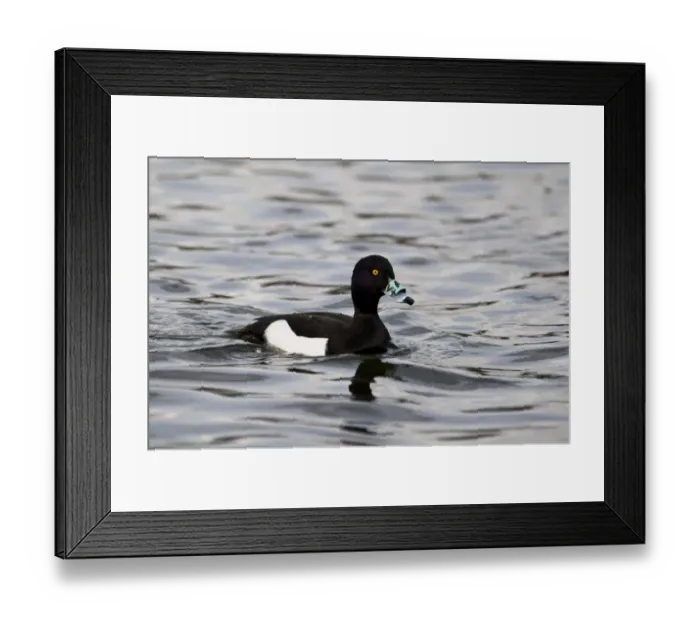 Framed Print : Tufted Duck (Aythya fuligula) adult male, fitted with nasal saddle (fitted at Saint Philbert de Grand Lieu, Nantes)