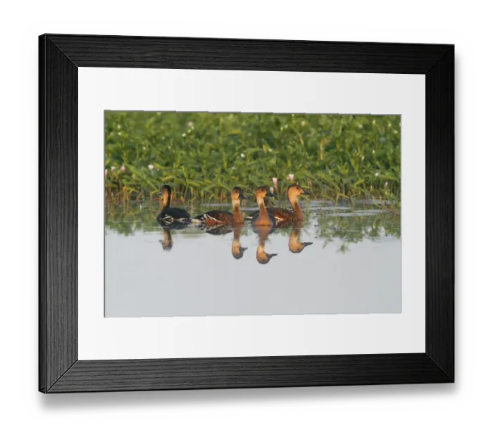 Framed Print : Wandering Whistling-duck (Dendrocygna arcuata) four adults, swimming on river, Yellow River, Kakadu N. P Framed Print : Wandering Whistling-duck (Dendrocygna arcuata) four adults, swimming on river, Yellow River, Kakadu N. P