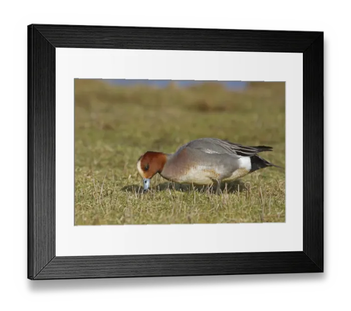 Framed Print : Eurasian Wigeon (Anas penelope) adult male, feeding, grazing on grass, Norfolk, England, march Framed Print : Eurasian Wigeon (Anas penelope) adult male, feeding, grazing on grass, Norfolk, England, march