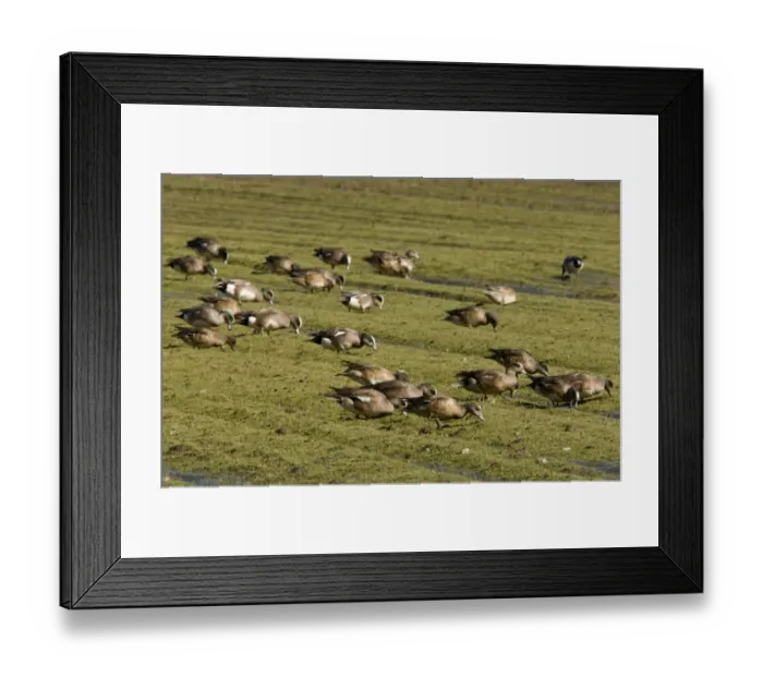 Framed Print : American Wigeon (Anas americana) flock, feeding, grazing on coastal pasture, Bolinas Bay, California, U. S. A. february Framed Print : American Wigeon (Anas americana) flock, feeding, grazing on coastal pasture, Bolinas Bay, California, U. S. A. february