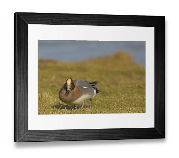 Framed Print : Eurasian Wigeon (Anas penelope) adult male, feeding, grazing on grass, Norfolk, England, march Framed Print : Eurasian Wigeon (Anas penelope) adult male, feeding, grazing on grass, Norfolk, England, march