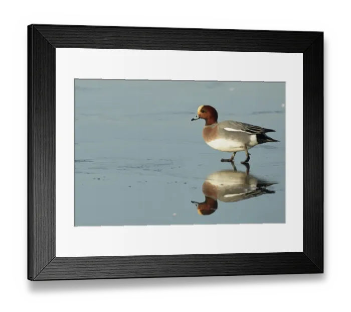 Framed Print : Eurasian Wigeon (Anas penelope) adult male, walking across frozen lake, Caerlaverock W. W. T Framed Print : Eurasian Wigeon (Anas penelope) adult male, walking across frozen lake, Caerlaverock W. W. T