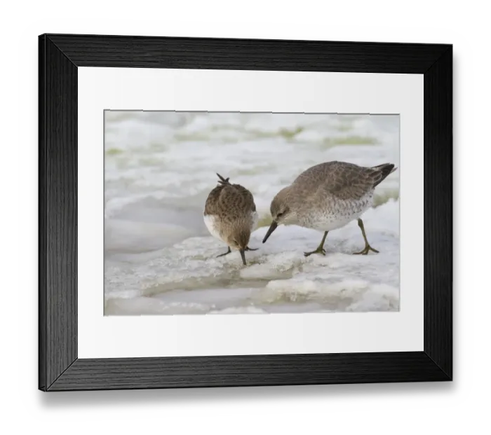 Framed Print : Dunlin (Calidris alpina) and Knot (Calidris canuta) two adults, winter plumage, feeding on snow, Norfolk, England Framed Print : Dunlin (Calidris alpina) and Knot (Calidris canuta) two adults, winter plumage, feeding on snow, Norfolk, England