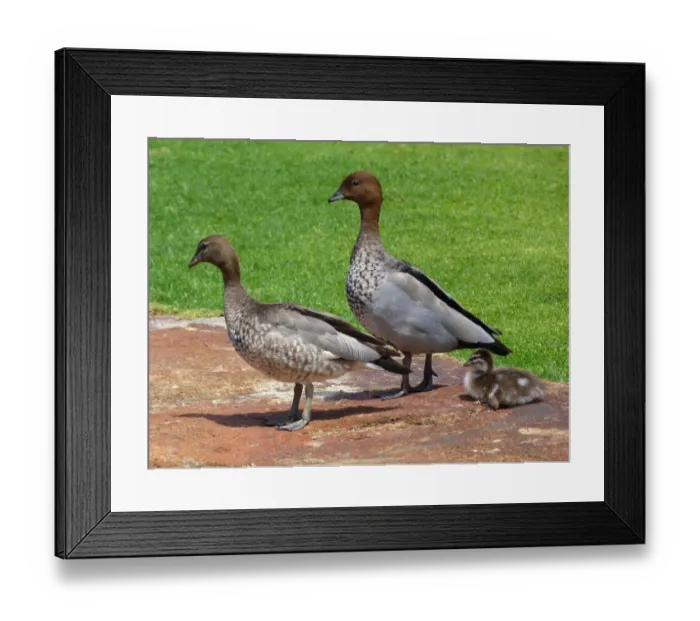 Framed Print : Maned Duck (Chenonetta jubata) adult pair with duckling, standing in parkland, Perth, Western Australia, Australia Framed Print : Maned Duck (Chenonetta jubata) adult pair with duckling, standing in parkland, Perth, Western Australia, Australia