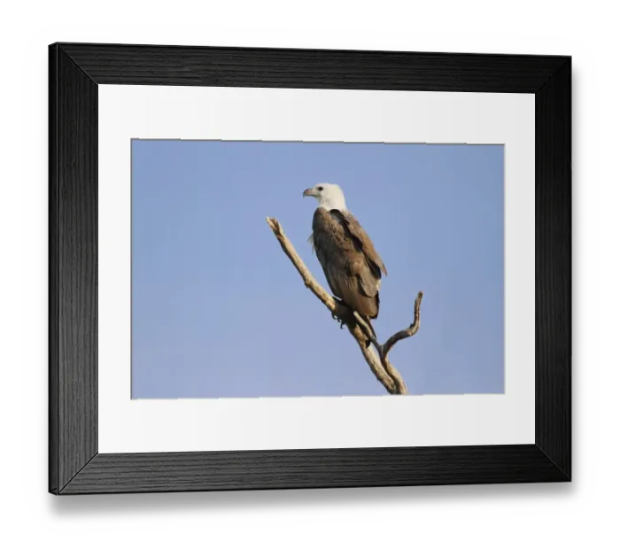 Framed Print : White-bellied Fish-eagle (Haliaeetus leucogaster) adult, perched on branch, Yellow River, Kakadu N. P