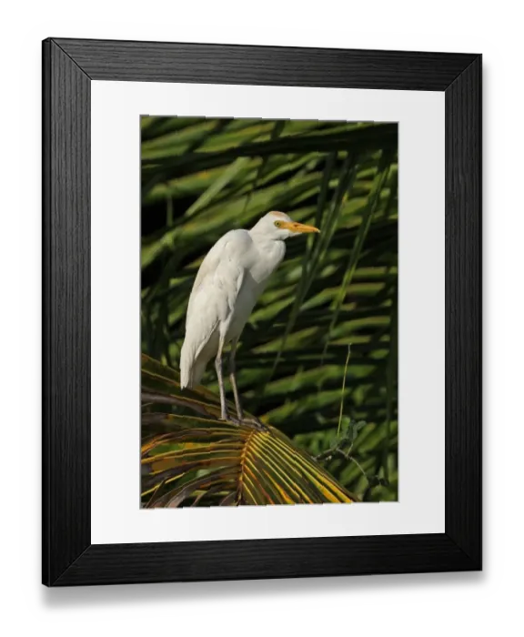 Framed Print : Cattle Egret (Bubulcus ibis ibis) adult, perched on palm frond, Hope Gardens, Jamaica, april Framed Print : Cattle Egret (Bubulcus ibis ibis) adult, perched on palm frond, Hope Gardens, Jamaica, april