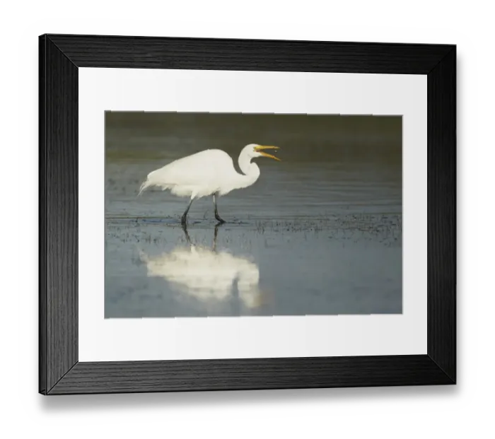 Framed Print : Great Egret (Casmerodius albus) adult, feeding, tossing up and catching freshly caught small fish into beak, Florida Framed Print : Great Egret (Casmerodius albus) adult, feeding, tossing up and catching freshly caught small fish into beak, Florida