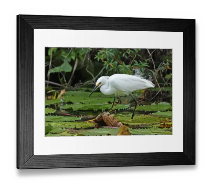 Framed Print : Snowy Egret (Egretta thula brewsteri) adult, breeding plumage, walking on waterlilly pads, Hope Gardens, Jamaica, april Framed Print : Snowy Egret (Egretta thula brewsteri) adult, breeding plumage, walking on waterlilly pads, Hope Gardens, Jamaica, april