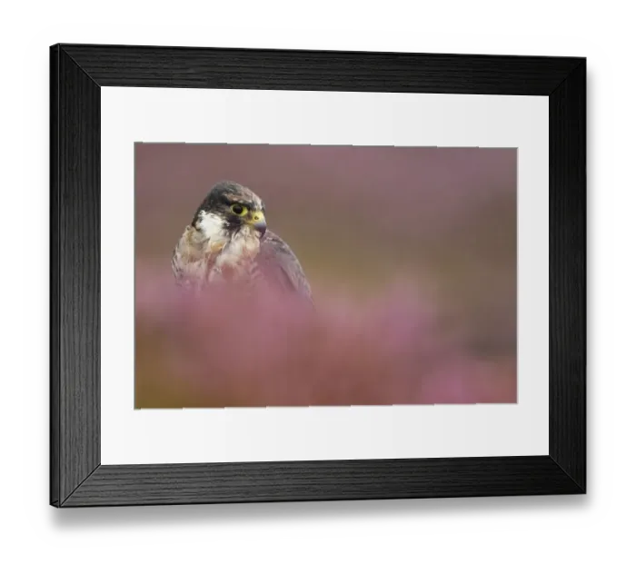 Framed Print : Peregrine Falcon (Falco peregrinus) immature, amongst heather during rain shower, Powys, Wales, september (captive) Framed Print : Peregrine Falcon (Falco peregrinus) immature, amongst heather during rain shower, Powys, Wales, september (captive)