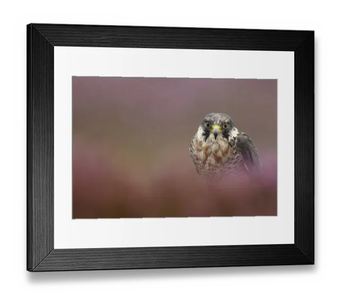 Framed Print : Peregrine Falcon (Falco peregrinus) immature, amongst heather during rain shower, Powys, Wales, september (captive) Framed Print : Peregrine Falcon (Falco peregrinus) immature, amongst heather during rain shower, Powys, Wales, september (captive)
