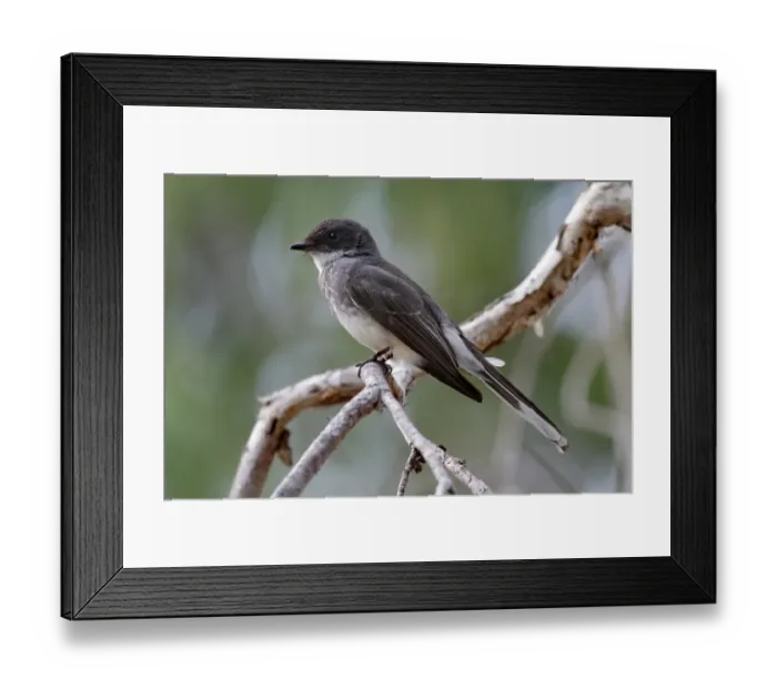 Framed Print : Northern Fantail (Rhipidura rufiventris) adult male, perched on branch, Kakadu N. P. Northern Territory, Australia Framed Print : Northern Fantail (Rhipidura rufiventris) adult male, perched on branch, Kakadu N. P. Northern Territory, Australia